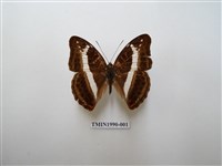 藏品(紫俳蛺蝶)的圖片